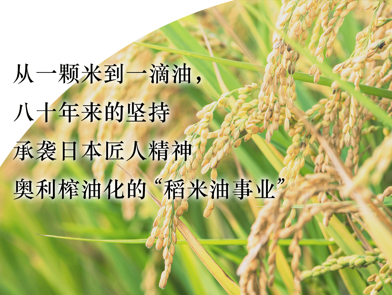 Oryza Oil Chemical’s Rice Bran Oil Business